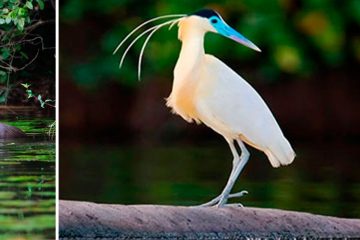 Tambopata Reserve 3D/2N